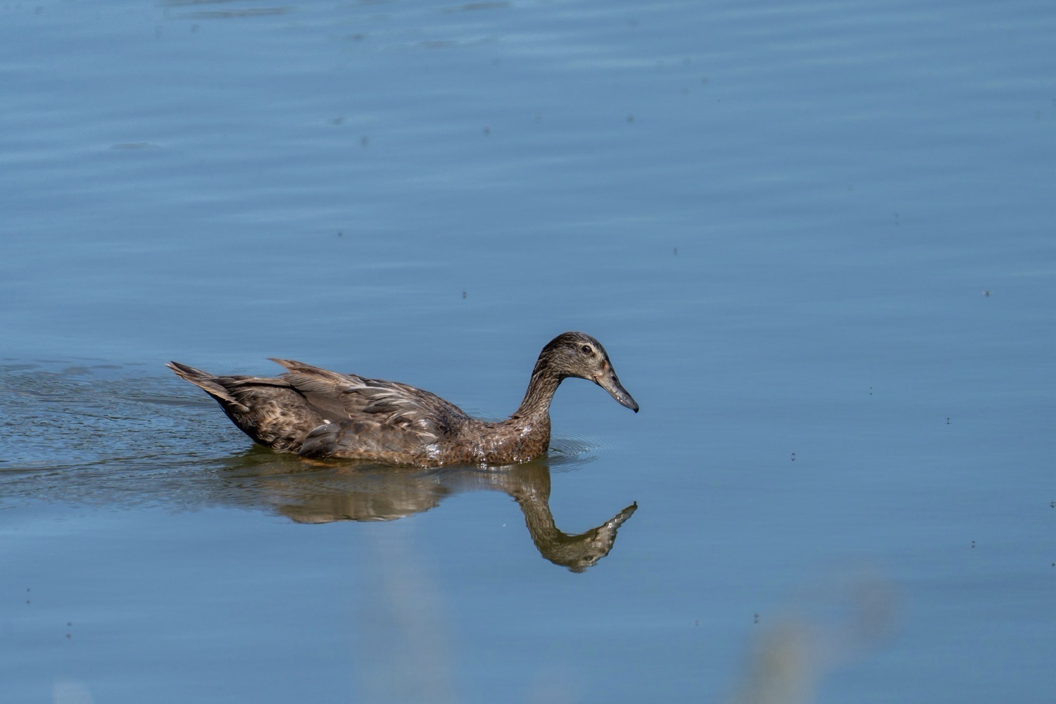 Wir schauen die Ente fragend an, sie schaut fragend zurück