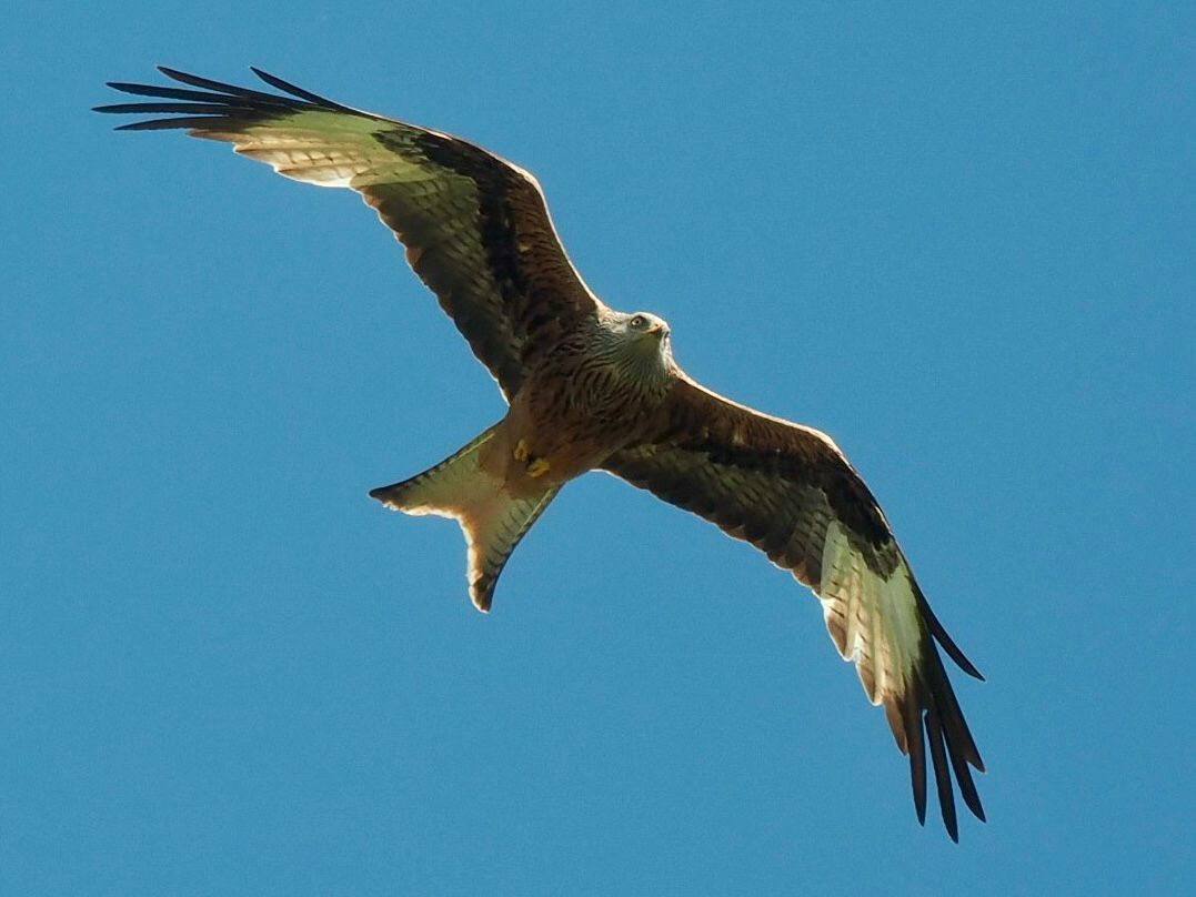 Großaufnahme Milvus milvus