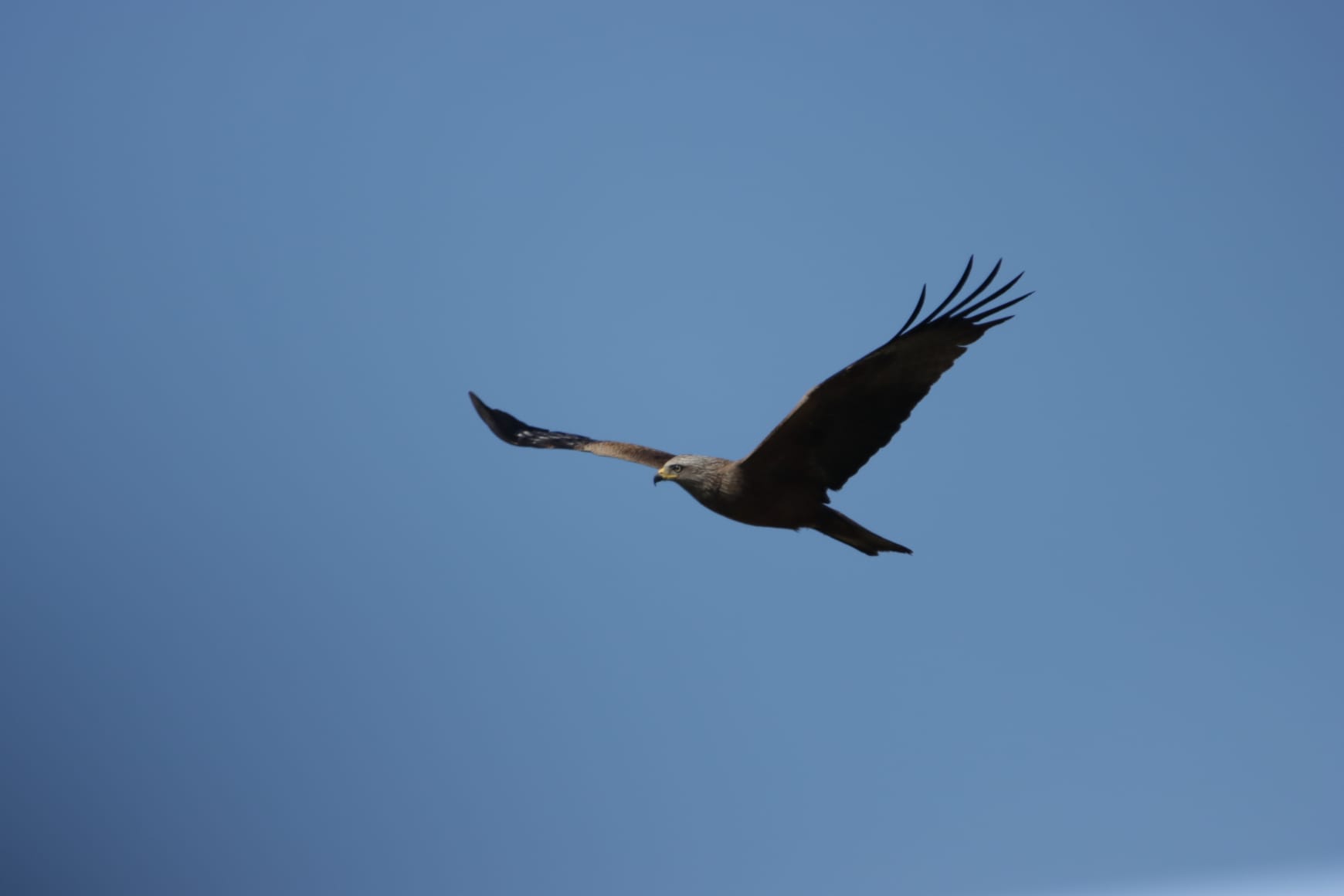 Großaufnahme Milvus migrans