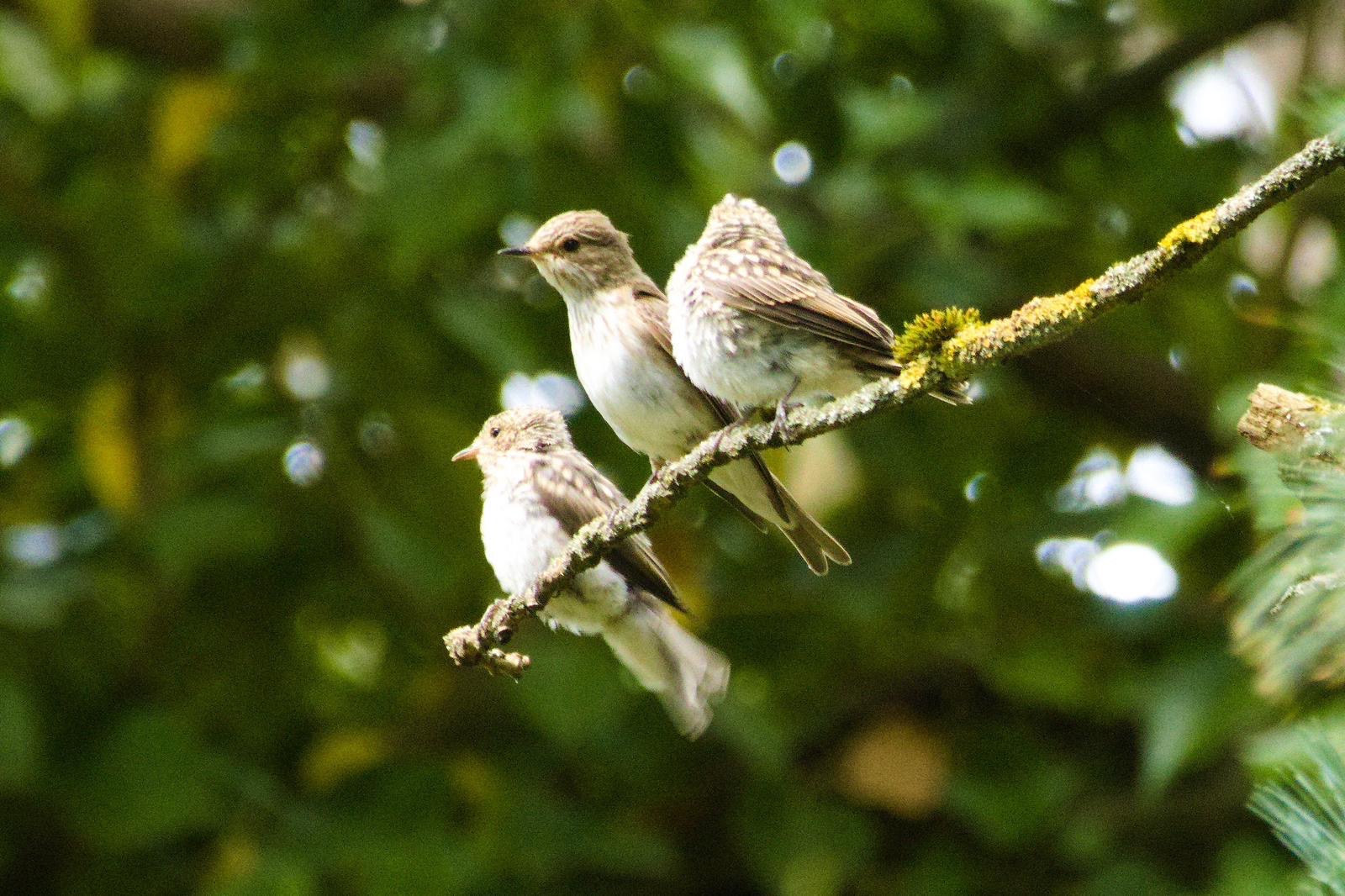 Das Grauschnäpper-Trio
