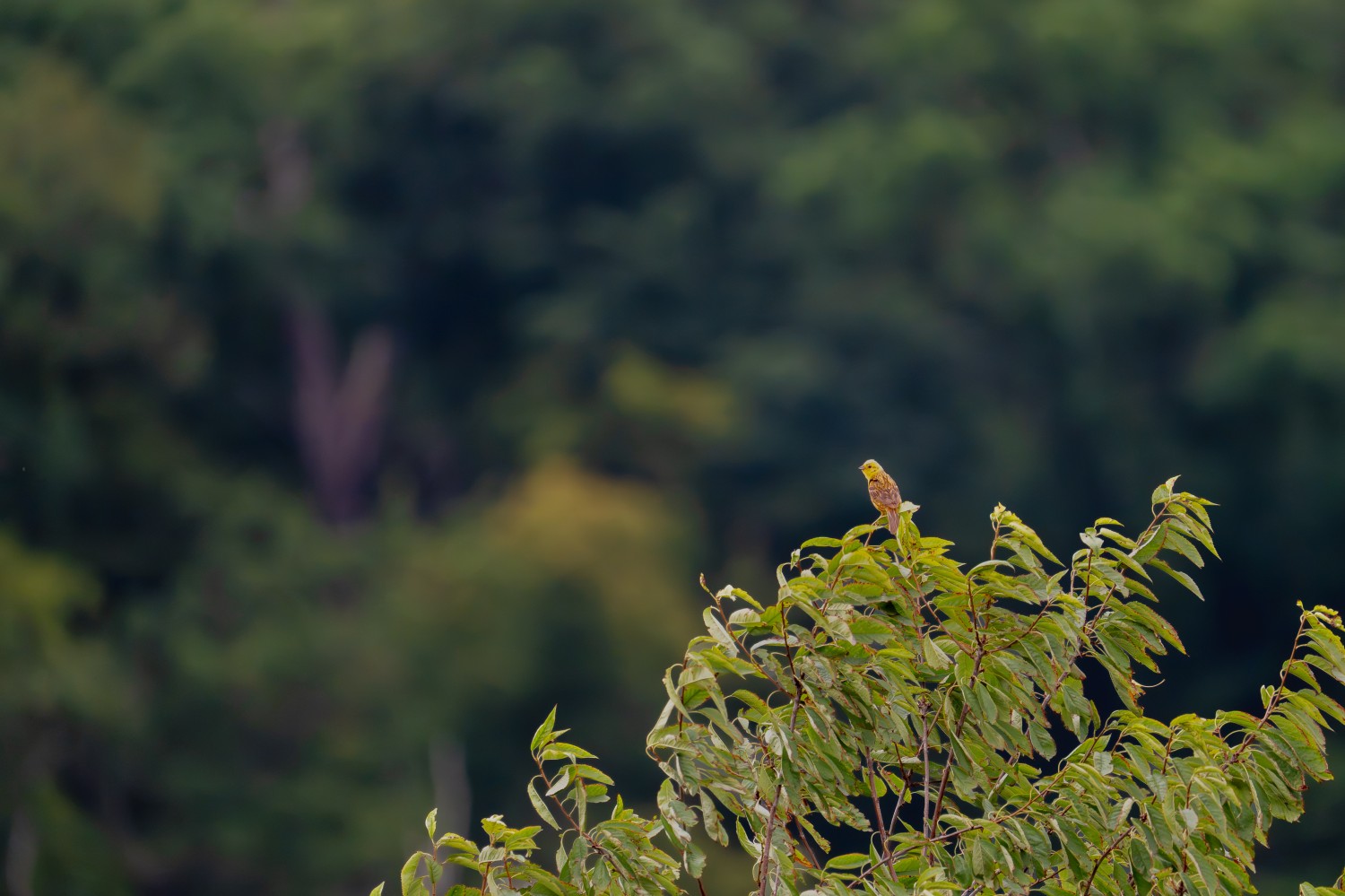 Bei diesigem Wetter und einer handfesten Regenvorhersage versammeln sich 31 wetterfeste Birder*innen am Fuße des Monte Böhlitz. Unter ihnen ist auch eine ganz kleine Person, die einen bisherigen Rekord von großer Bedeutung bricht: im zarten Alter von 5 Wochen überbietet das Birding-Baby den bisherigen Rekordhalter von 10 Wochen und ist somit die jüngste teilnehmende Person des Birding-Treffs!