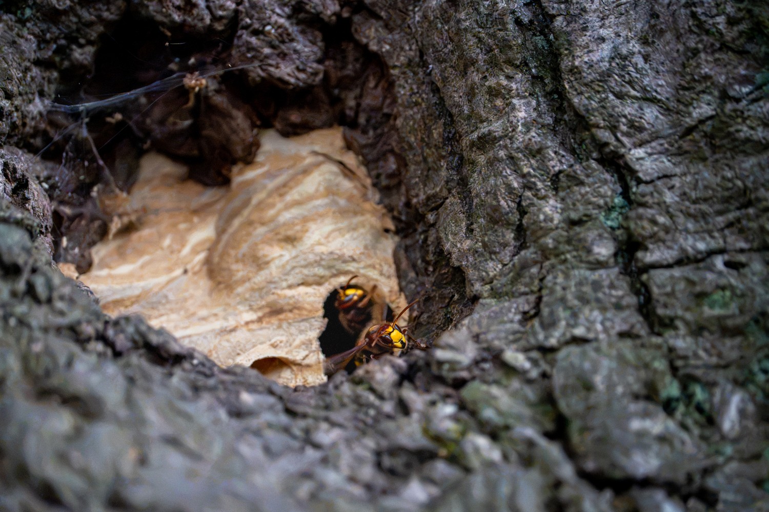 Friedliche Hornissen an ihrem Nest.