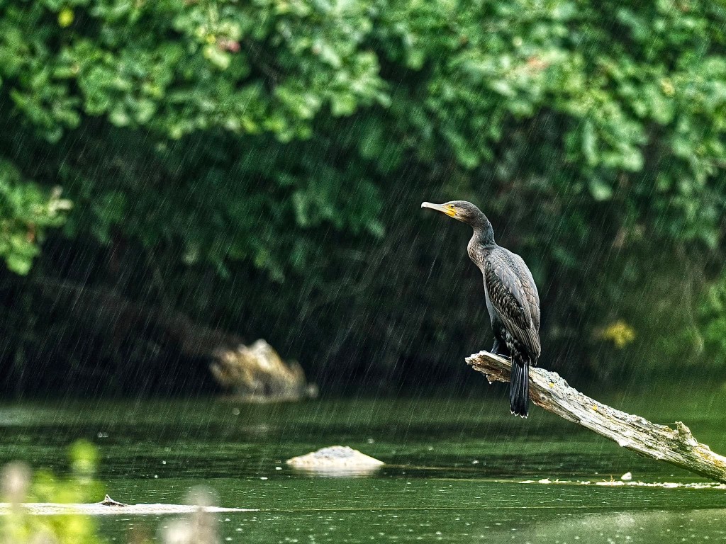 Der Kormoran genießt den Regen...