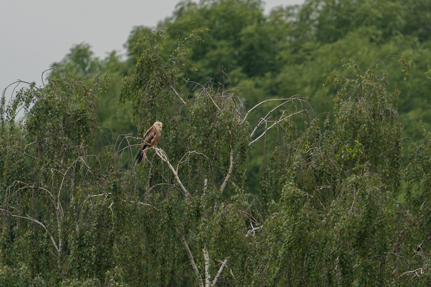 Von der Anhöhe der Deponie aus können wir die Vögel in den umliegenden Bäumen gut beobachten, so wie dieses wunderschöne Exemplar der Gattung Milvus milvus.