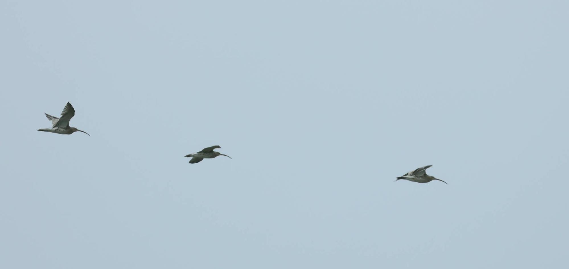 An einem leicht vernebelten Morgen geht es für den Birding-Treff wie schon im letzten Oktober zur Kiesgrube Rehbach. Es ist Feiertag und unser Monatstermin fällt mit dem Aktionstag EuroBirdwatch zusammen: Anlass genug, den Blick über das Wasser schweifen zu lassen und vielleicht den einen oder anderen hier rastenden oder durchziehenden Vogel zu beobachten...