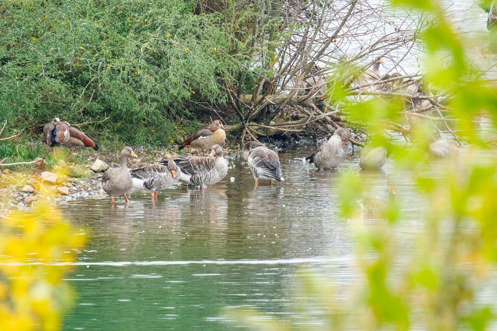 Nil- oder Grau-: am Wasser zusammen Gans entspannt.