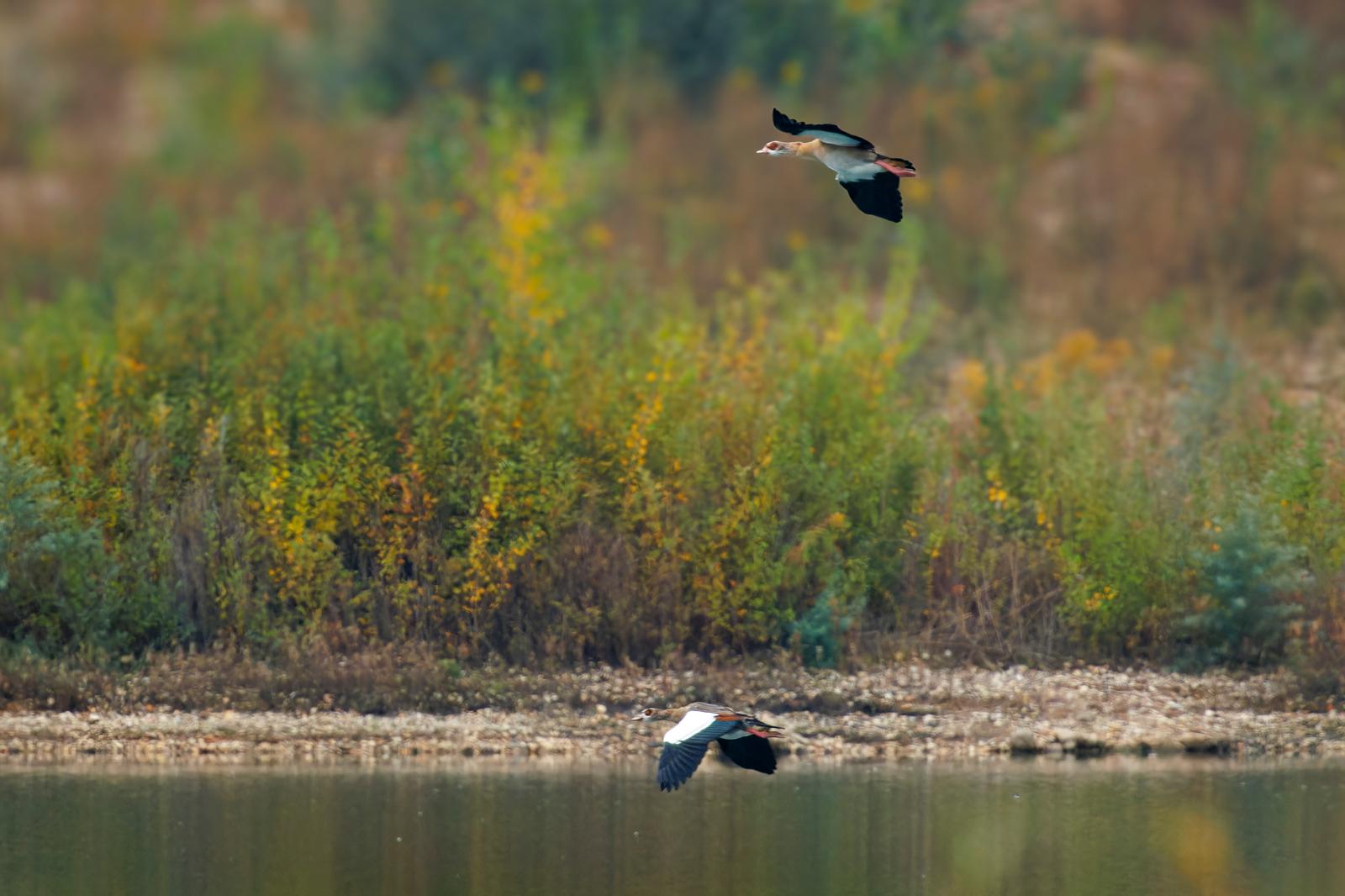 Die Nilgänse erkennt man gut an ihrer kontrastreichen Flügelzeichnung.