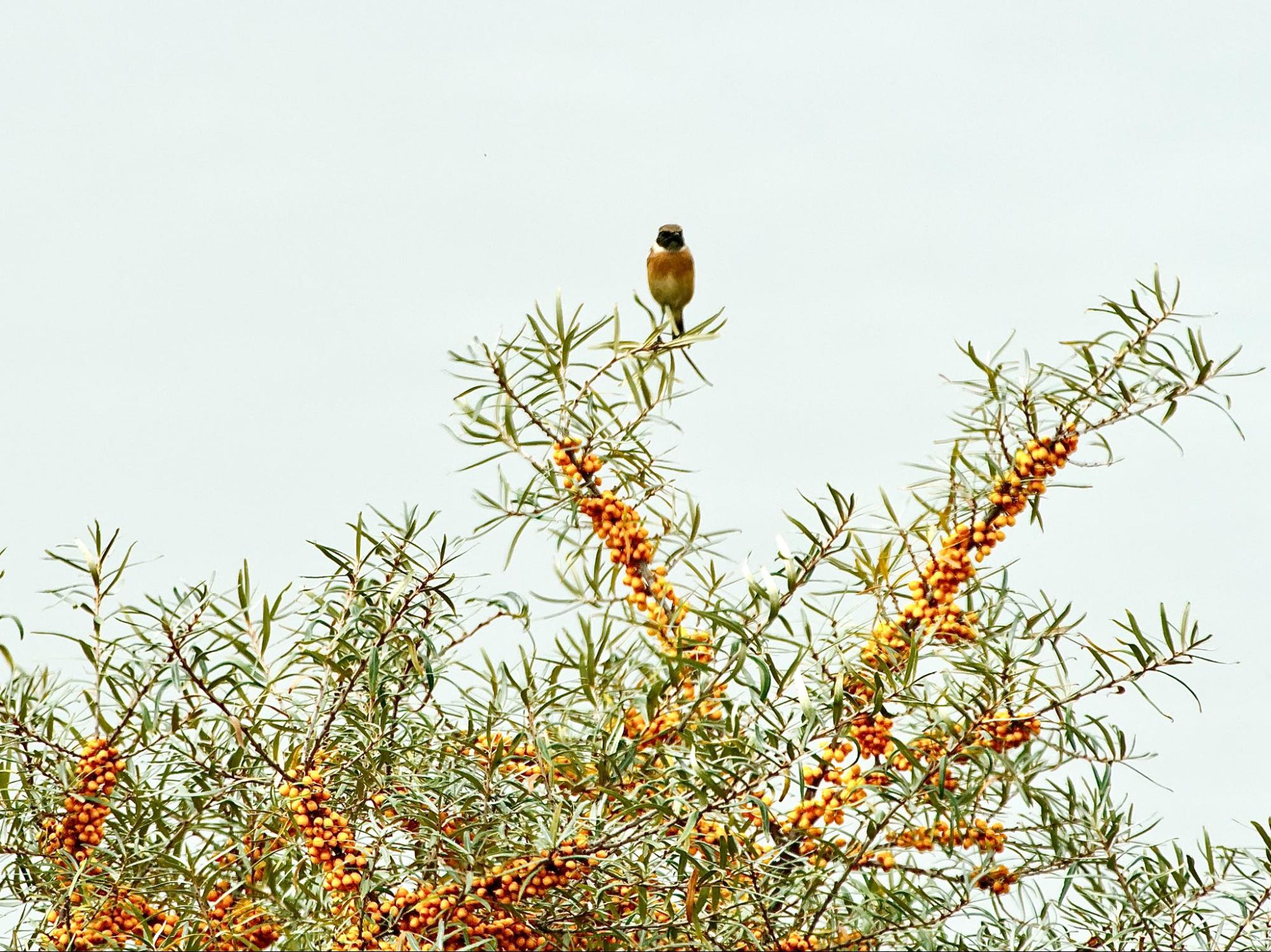 Ein Schwarzkehlchen-Männchen - seine orange Unterseite passt farblich perfekt zu den Früchten vom Sanddorn (die waren aber laut Test schon etwas überreif!).